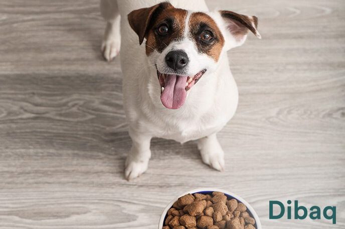 Sfeerbeeld YDOLO | Echt gezonde voeding, snacks & supplementen voor honden & katten
